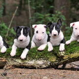 Groovy Little Velvets Litter