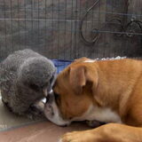 Tyson en Frodo de uil