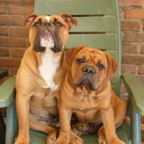 Lacombe Scar (imp. USA) en Bulldoglover's Miss Aylin Jr.