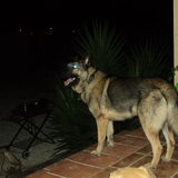 Mysti, onze mysterie hond met x ray ogen....