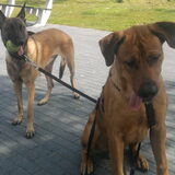Foto van Hope & Rambo