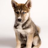 Akemi, Hij is een kruising tussen siberische huky & Akita Inu.