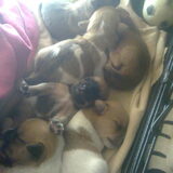 Alle 6 pupjes slapen
