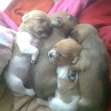 Tobi, Bieber, Dargo en Wolf