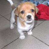 Dargo