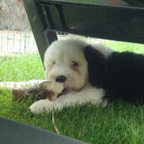 Met een bot van Charlie