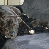 shiva (rip) & Tayka 6 weekjes