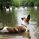 Skyla aan het afkoelen in het water