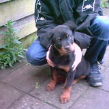 Hond van mijn man