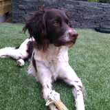 knapperd