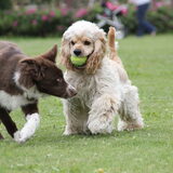 Dusty en Sasta