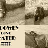 Foto van silke & woody