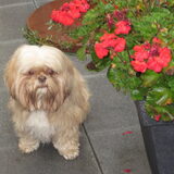 Foto van liesbeth,Turbo,Luna, Levi en Faith
