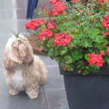 Foto van liesbeth,Turbo,Luna, Levi en Faith