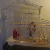 Foto van liesbeth,Turbo,Luna, Levi en Faith