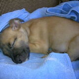 Mj als puppie van 2 mndjes oud!