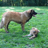 Leonberger Ilar