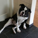 Dit is onze hond Nico, nu ruim 1 1/2 jaar oud, het is een reu lief maar…