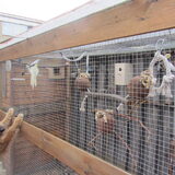 Levi vind de vogels reuze intressant.