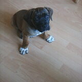 hier is onze bailey net 3 dagen bij ons op 4-06-07 mocht ze opgehaald…