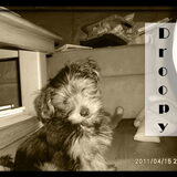 Foto van silke & woody