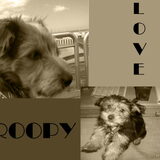 Foto van silke & woody