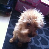 verwilderde missy!