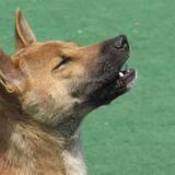 New Guinea Singing Dog ("The Singer")