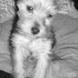 missy als puppy!