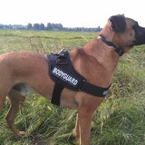 Foto van Vrouwtje van Denzel en Diva (R.I.P. Dixie)