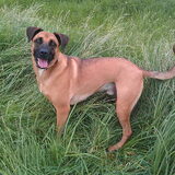 Foto van Vrouwtje van Denzel en Diva (R.I.P. Dixie)