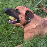 Foto van Vrouwtje van Denzel en Diva (R.I.P. Dixie)