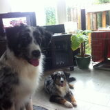 Foto van Lizy en de doggies