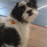 Foto van Lotte