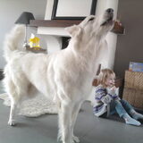 Onze huiswolf haha
