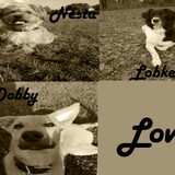 Foto van silke & woody