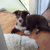 Mijn flappie. haha Nu met hangende oren ;)