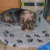 Foto van Muis,Vera, Papadopoulos, Odette, Annabelle en Ciska (Terra+, Dinky+, Saltarin+, Sam+, Zara+, Paco+)