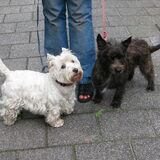 Bobby en Kimmy, de Westie van mijn moeder.