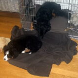 Sam & Puk