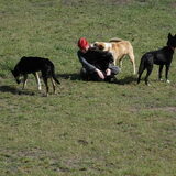 Foto van Cornelie