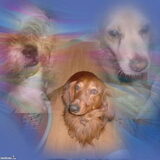 Foto van MaSpi///