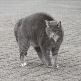 Foto van team Shadow