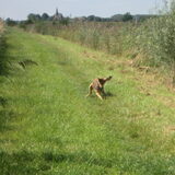 Kiwi in de verte op muizenjacht