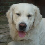Foto van Lotte&Guus de Golden*