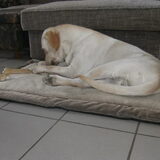 Foto van sofie, Lucky en Zita <3