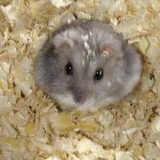 een muis
