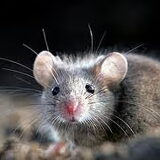 een muis
