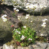 mijn tuin mei