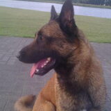 dit is papa Hoss stamboom sint hubertus mechelse herder
